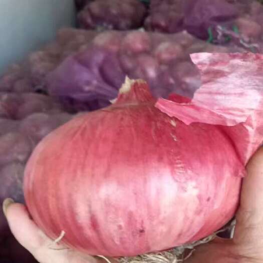 怀远县水果红皮洋葱