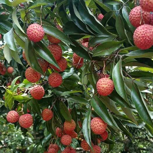 广州大量从化桂味批发价出售