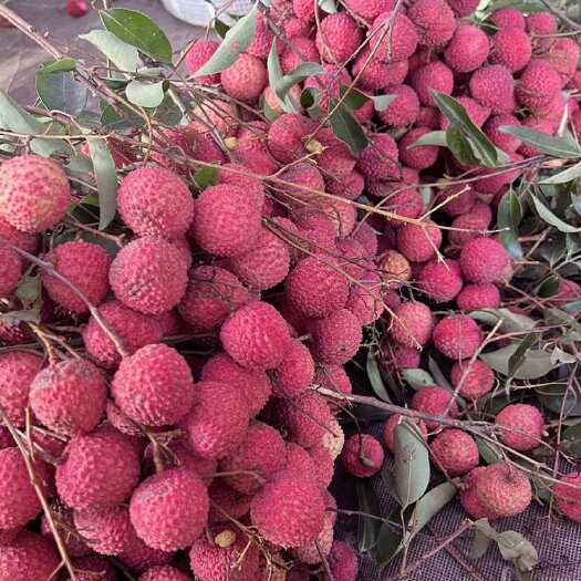 东莞市荔枝桂味新鲜水果广东东莞直发
