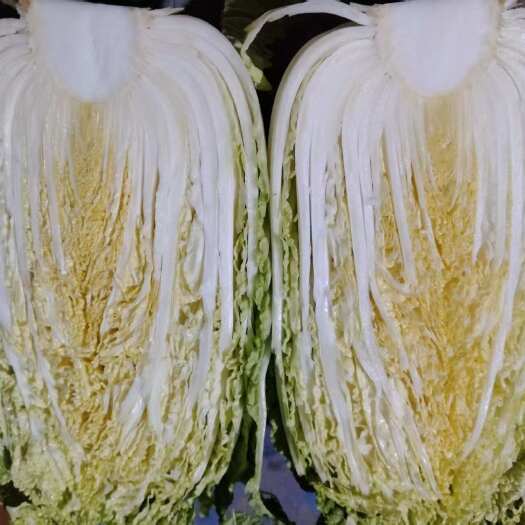 昭通云南昭通黄心大白菜 新鲜蔬菜叶菜类产地直发