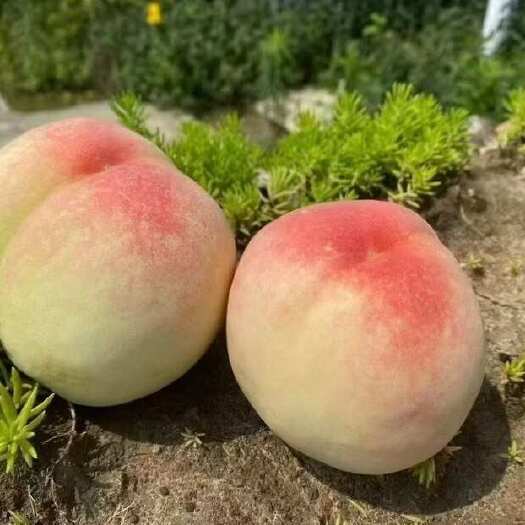 江阴市阳山水蜜桃，无锡阳山水蜜桃天花板白凤