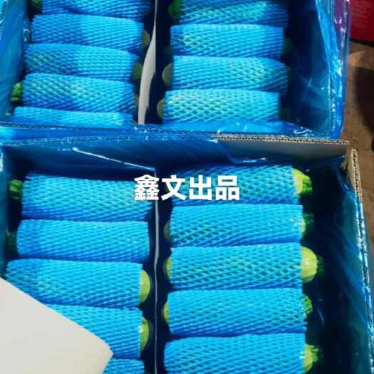 费县优质 绿皮西葫芦  产地直发 货源充足 低价促销 薄利多销