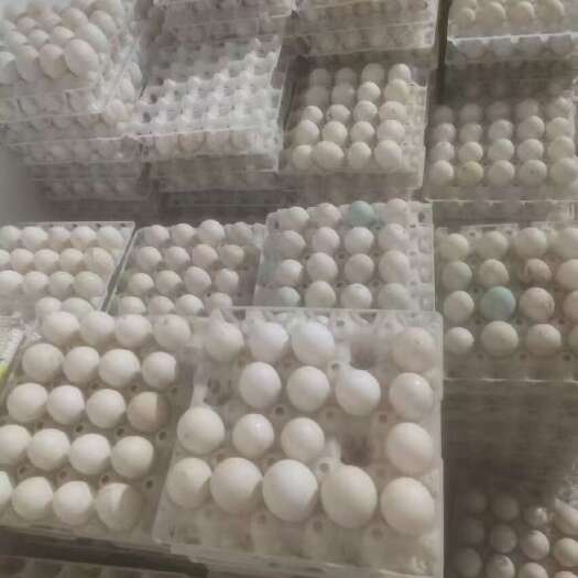 桂林鲜鸭蛋批发