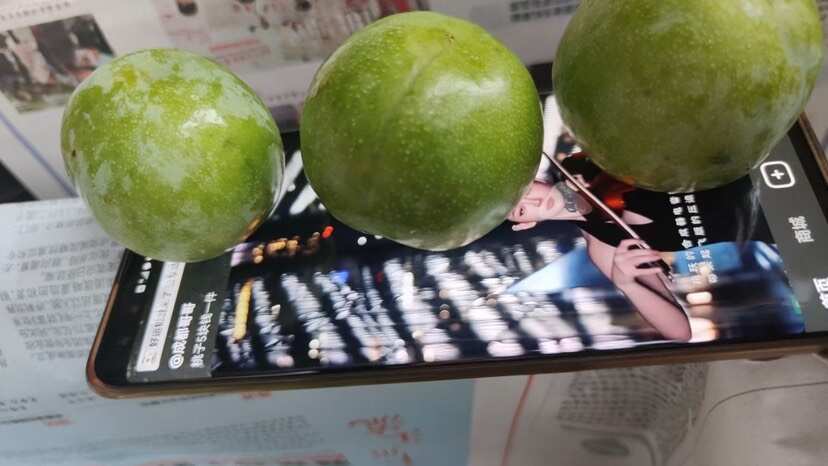 绵阳青脆李青脆李