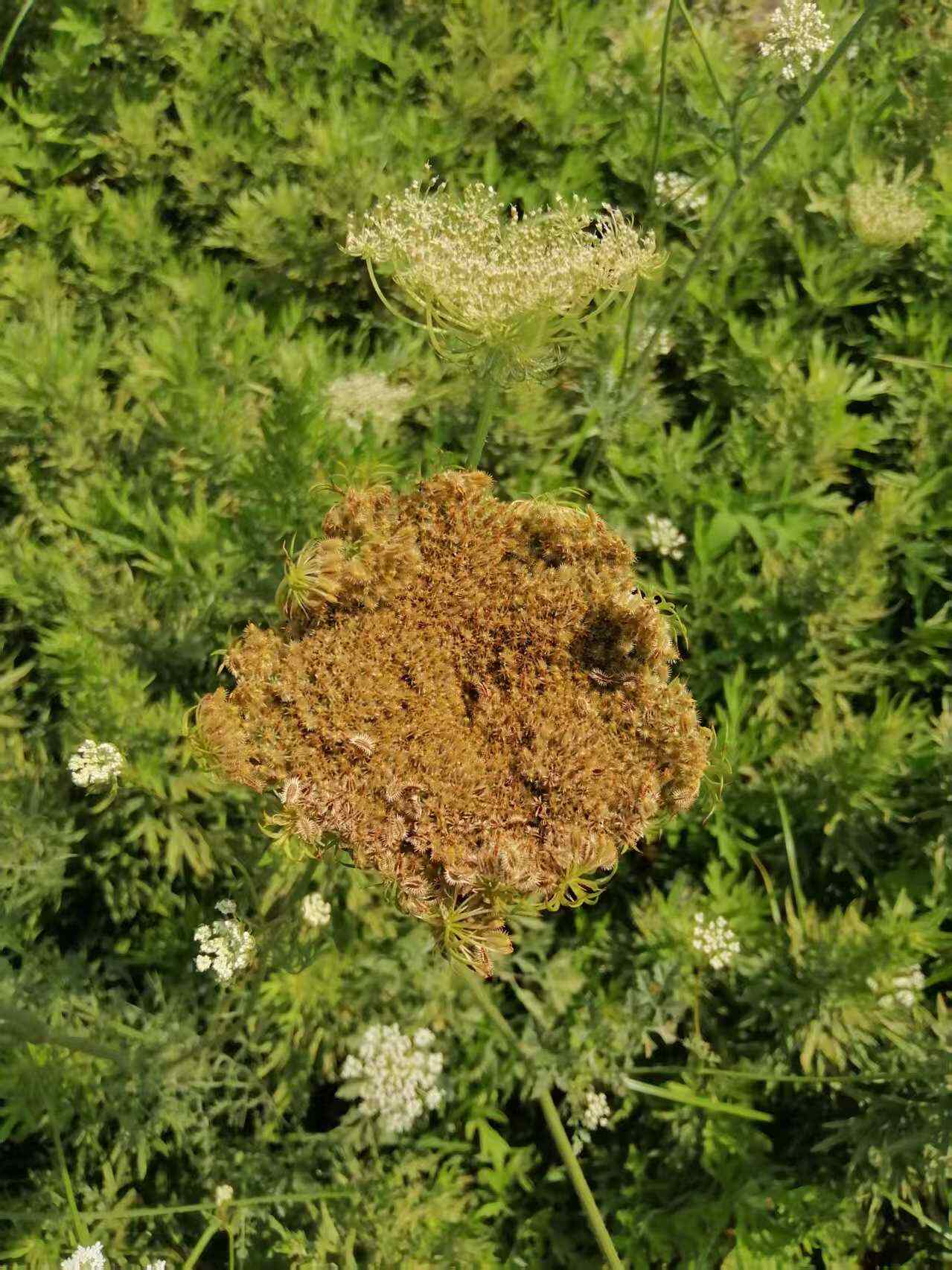 南鹤虱，统货，粒大饱满过筛