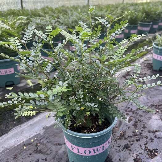 成都清香木（胡椒木）