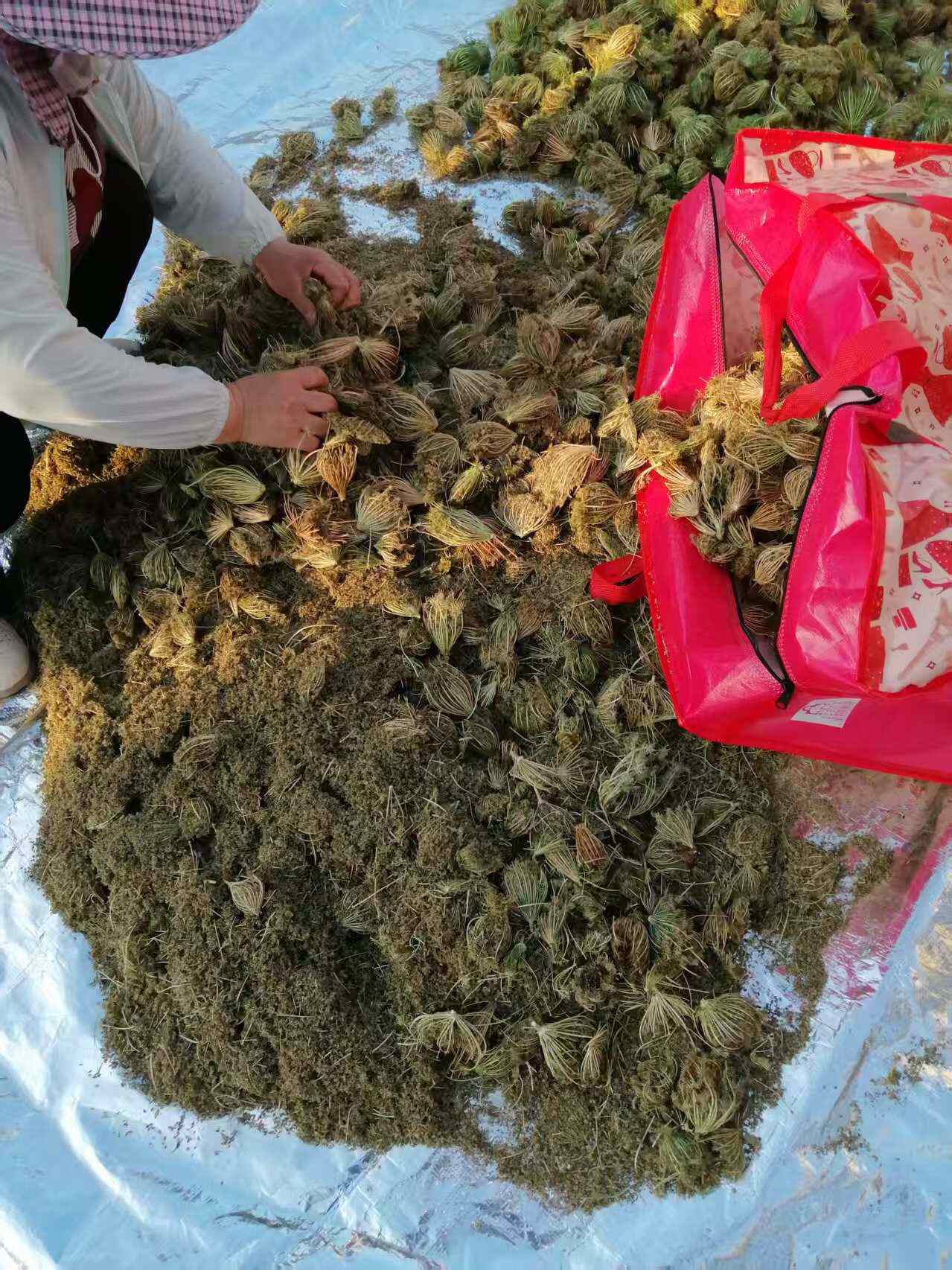 南鹤虱，统货，粒大饱满过筛