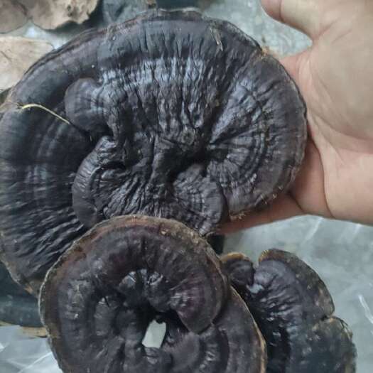 紫灵芝精选货