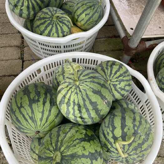 遵义贵州本地麒麟瓜