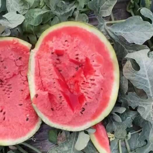 精品美都西瓜