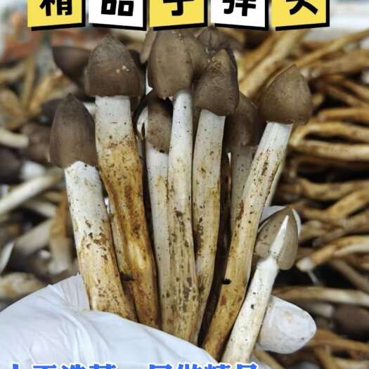 广州增城原产+正综荔枝菌，子弹头和半开任选！纯野、鲜甜，冷链包邮