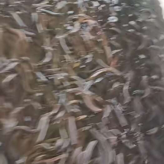 定远县出售黄鳝苗