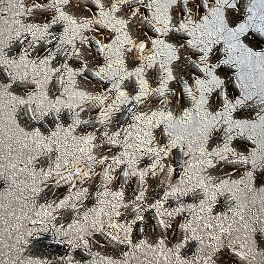 油葫芦蟋蟀