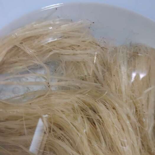 旺苍县葛麻