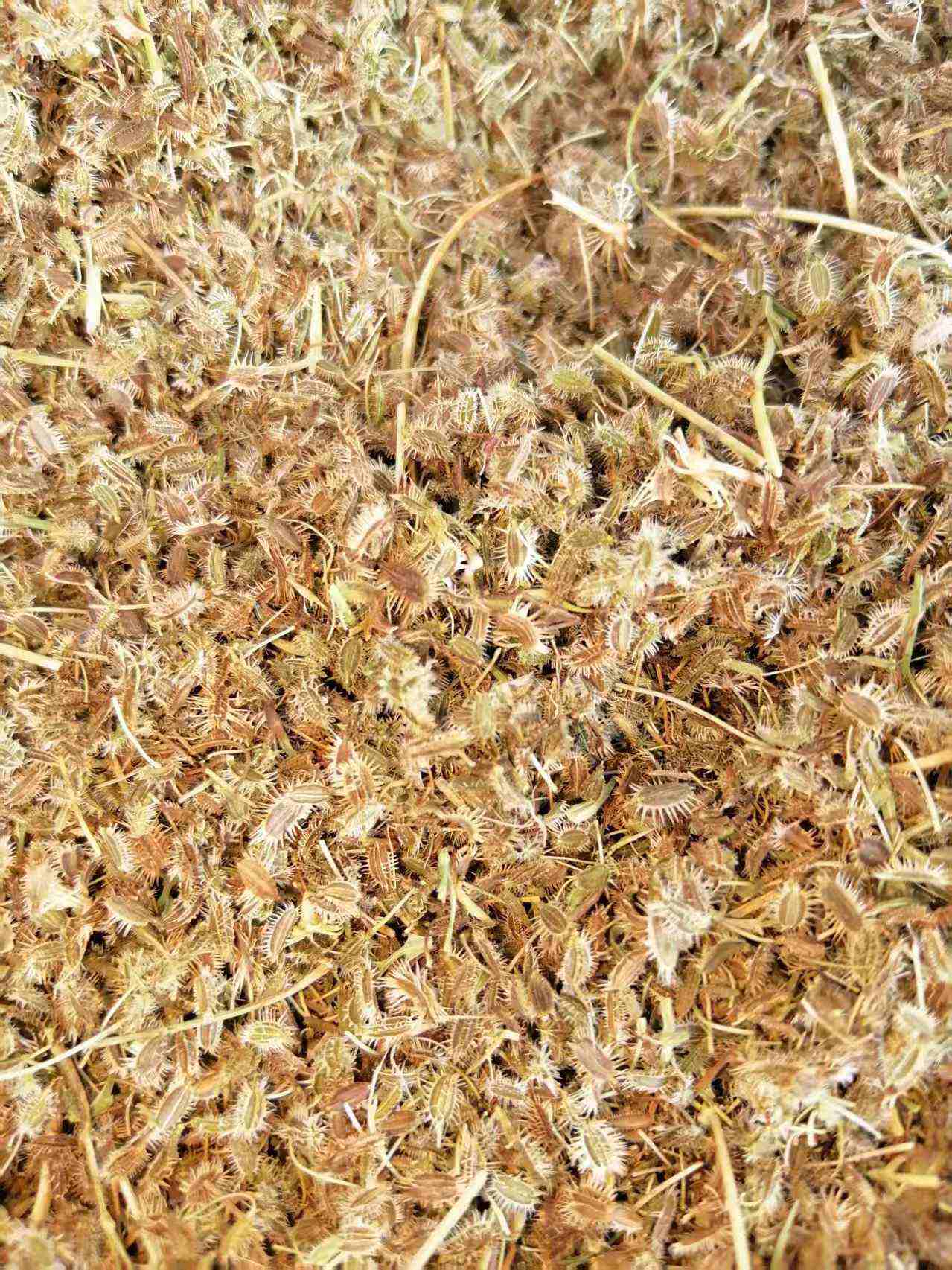 南鹤虱，统货，粒大饱满过筛