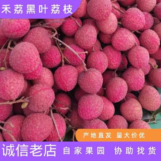 桂平市黑叶荔枝 禾荔 桂平荔枝 自家果园大丰收￼