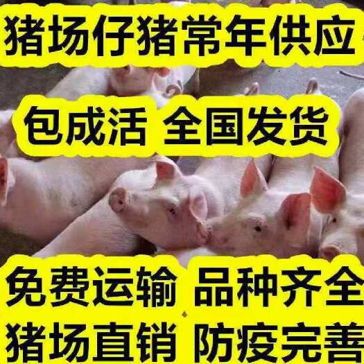 莒南县三元仔猪长白仔猪优良仔猪批发