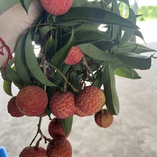 廉江市广东玉荷包荔枝新鲜上市