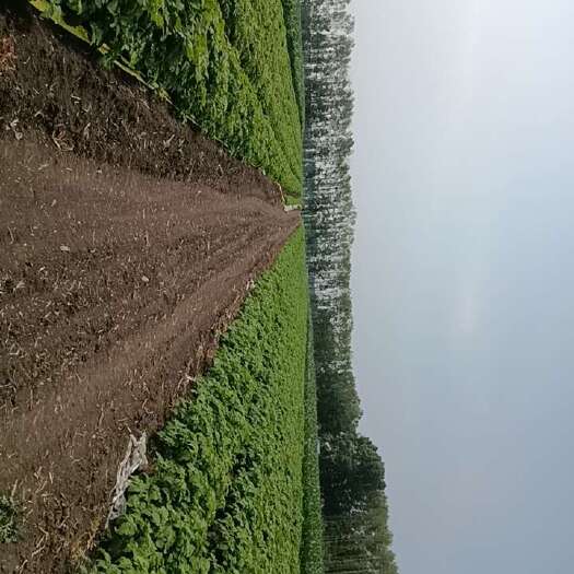 东北甜菇娘7月中旬大量上市谁行议价