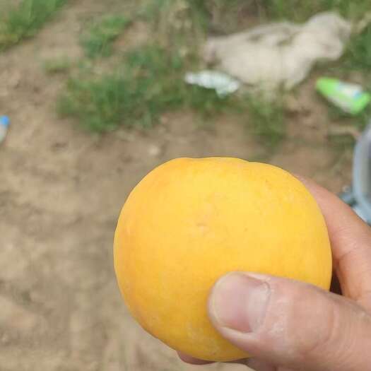 永济市新7 中油22 中8 套袋黄肉油桃 产地有货！！