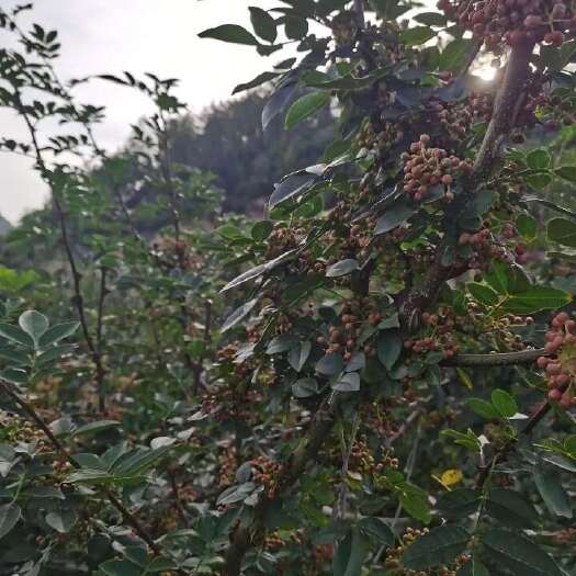 云南本地花椒，不打农药现采现发，