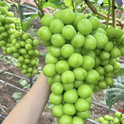 大关县阳光玫瑰电商一件代发。卷起来