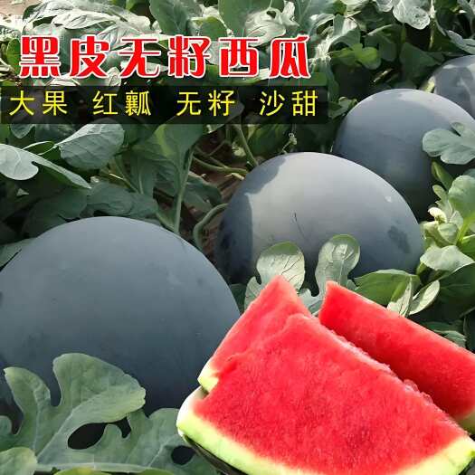 枝江市黑皮无籽  口感脆甜  水份充足 皮薄