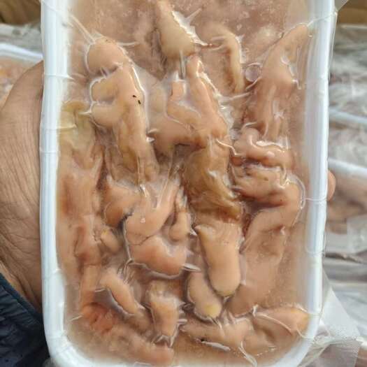 临沂爆款海肠到货