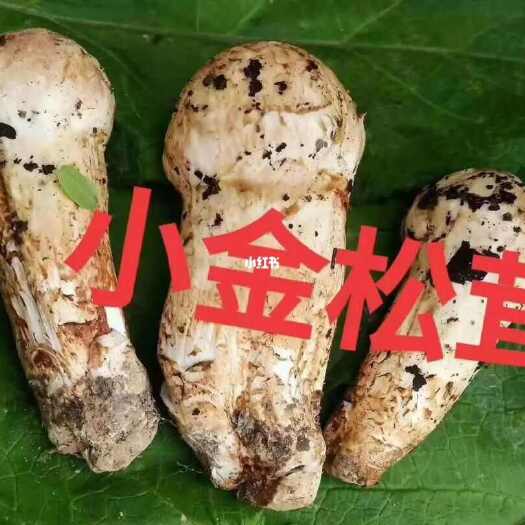 尝鲜产地直发新鲜小金松茸(松茸中的爱马仕)