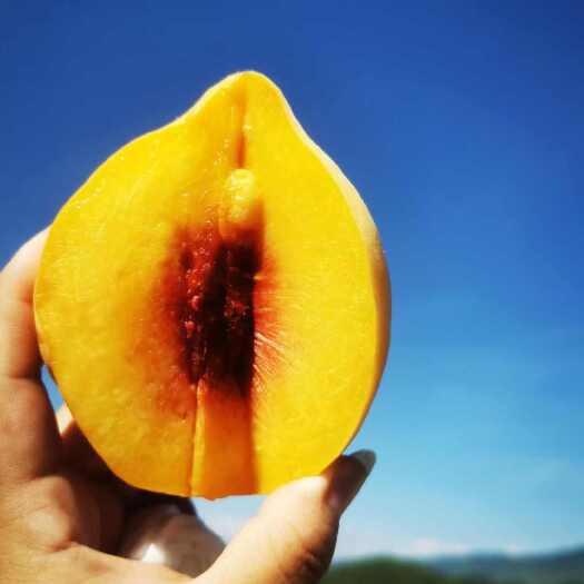 石阡县贵州铜仁石阡县高山锦绣黄桃