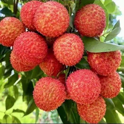 广州从化南平桂味，北回归线上的美味
