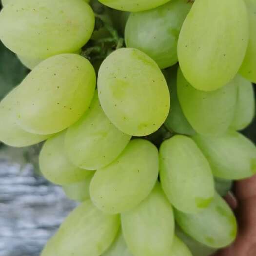 饶阳县维多利亚葡萄