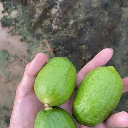 翁源县广东香水柠檬