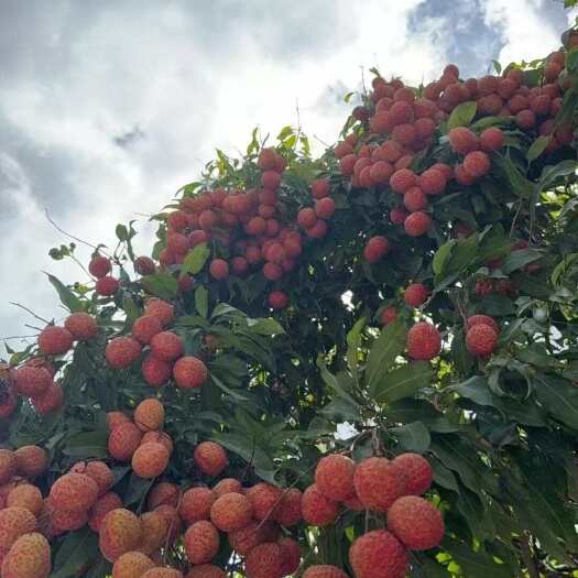 广东荔枝糯米糍荔新鲜热带水果产地直发