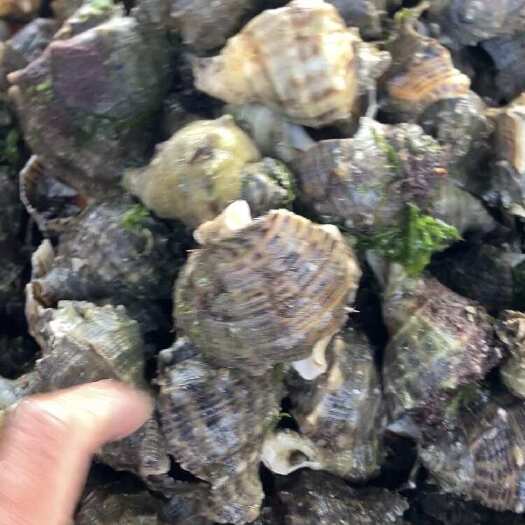 薄皮红里海螺