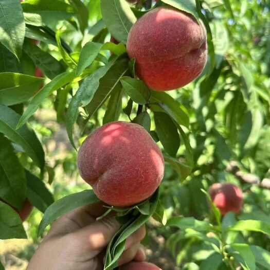 砀山县霸王脆桃苗