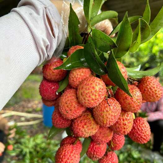 广州增城桂味荔枝，自家果园每天新鲜采摘，果大核小，清甜爽口