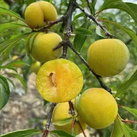 贵州六马蜂糖李