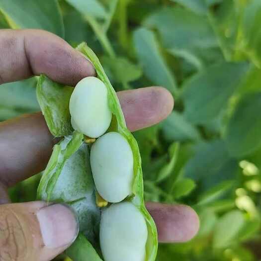 新鲜甘肃蚕豆