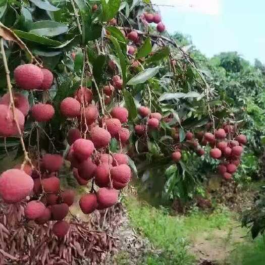 钦州黑叶荔枝果皮紫红色，果肉鲜嫩，吃起来香甜可口