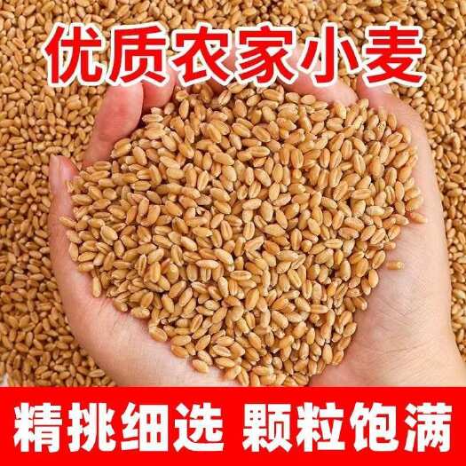 2025当季精品小麦粒可食用磨面猫草自种麦芽糖喂鸡鸟动物钓鱼
