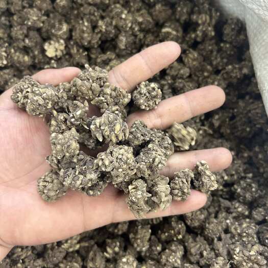 昆明猫爪草，产地直销，量大价优