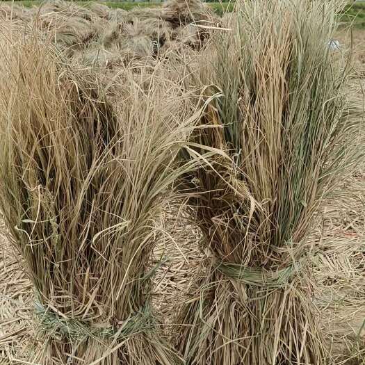 大邑县治沙草