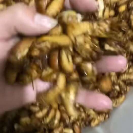 长沙金蝉