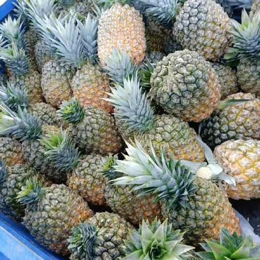 惠州自家种植树熟芒果凤，梨西瓜凤梨