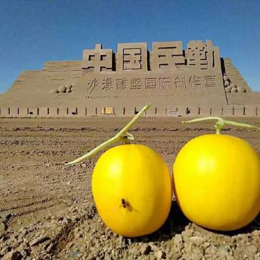 甘肃民勤蜜瓜新鲜水果黄河蜜甜瓜当季现摘现发原产地一件代发