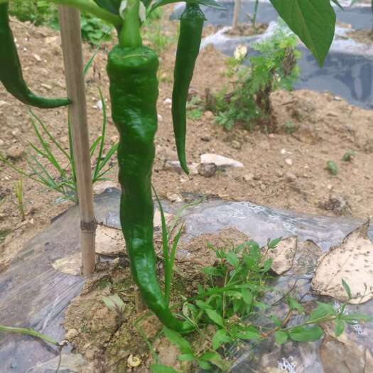 永顺县螺线椒