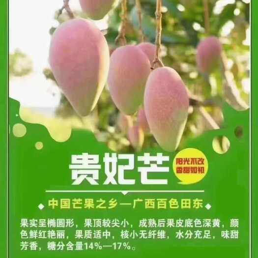 田东县贵妃芒