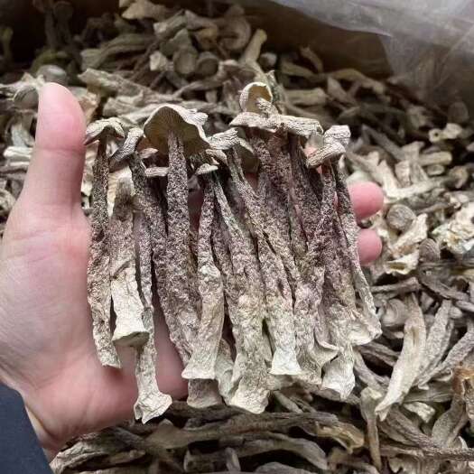 【鹿茸菇专批】福建古田鹿茸菇干货批发大量现货厂家直发欢迎合作