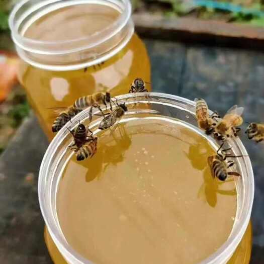 承德承德双滦优质枣花蜜24个月保质期营养滋补蜂蜜农副加工品
